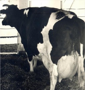 ninguna-vaca-en-el-planeta-ha-producido-tanta-leche-como-la-cubanc3adsima-ubre-blanca-foto-de-internet